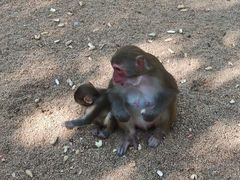 -南湾猴岛+椰田古寨一日游