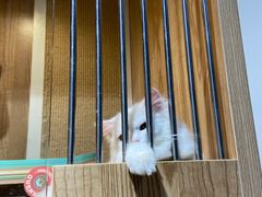 -老吴的猫·猫舍(新区店)