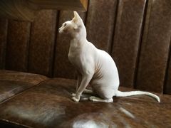 -猫小院猫主题餐厅(三里屯店)