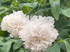 -莲花池公园