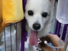 -达爱动物医院·犬猫分区·CT·复杂眼科(远洋山水分院)