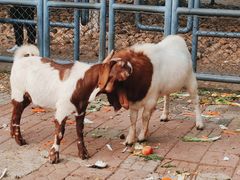 -长白岛森林公园