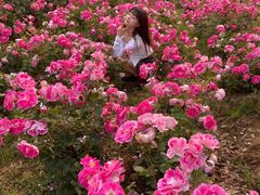 -大塘金香草谷