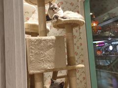 -猫小院猫主题餐厅(三里屯店)