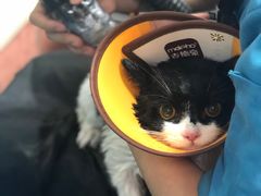 -安安宠医宠物医院·异宠·犬猫内科(岳阳分院)