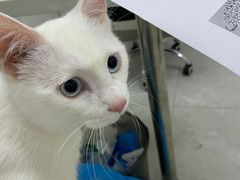 -中农国际动物医院24小时·猫科·骨科·急重症中心