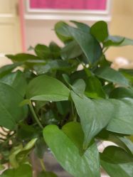 -北京俪婴妇产医院(朝阳大悦城店)