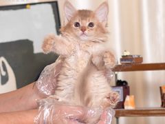 -小猫来了·猫舍(红山六九七九店)