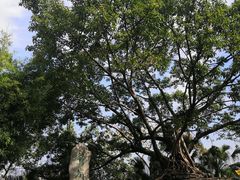 -鹅岭公园瞰胜楼