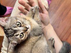 -楼上猫咖(罗湖店)
