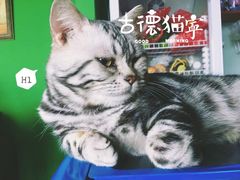 -喵店&猫咖