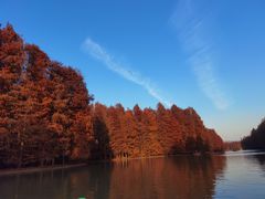 -上海海湾国家森林公园