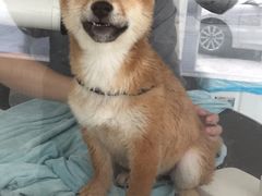 -BABYDOG宝贝狗宠物乐园(欧洲城店)
