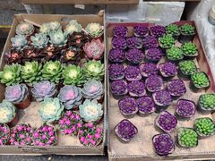 -循礼门鲜花花市(武汉循礼门店)