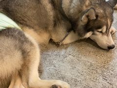 -more than meow吴止猫主题餐厅(承德 中船汇店)