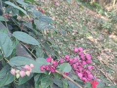 -中国科学院西双版纳热带植物园
