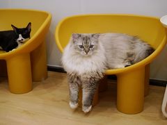 -有喵·猫咖·狗咖·30几只猫10只小狗(岗厦店)
