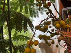 -自由生长植物工作室(深港花卉中心店)