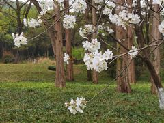 -杭州植物园