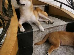 -喜柴咖啡·柴犬狗咖