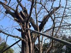 -上海佘山国家森林公园天马山园