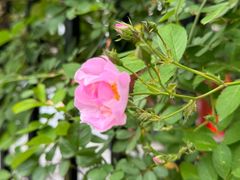 -上海市平和双语学校
