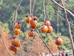 -梅峰山地公园