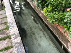 -马帮菜馆·美味野生菌