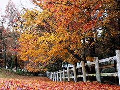 -神户市立六甲山牧场