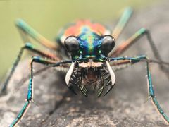 -上海昆虫博物馆