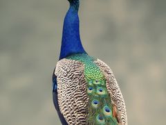 -大鸭梨烤鸭(枣园店)