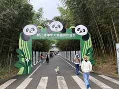 -都江堰中华大熊猫苑
