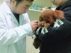 -圣宠动物医院·犬猫专科·影像中心·外科中心