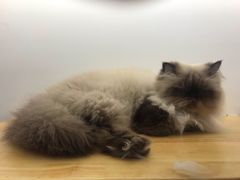 -喵园·猫主题咖啡厅·撸猫·猫咖(国贸店)