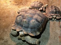 -石家庄市动物园