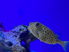 -上海海洋水族馆