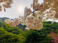 -少华山国家森林公园