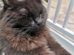 -藏猫猫咖啡主题馆(中央大道店)