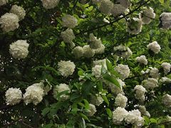 -白塘生态植物园