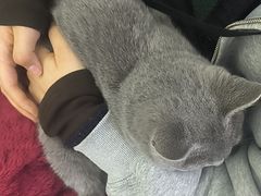 -pd派德宠物中心医院24H急重症·眼科中心·血液透析中心(嵩山北路店)