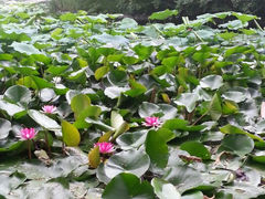 -紫竹院公园冰场