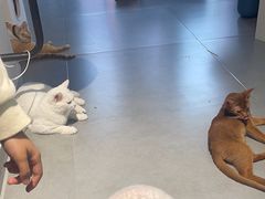 -琪喵猫屋·撸猫猫咖·猫舍