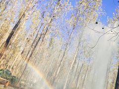 -合肥滨湖国家森林公园