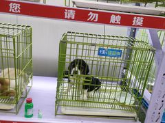 -中环花鸟鱼虫市场