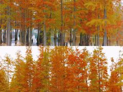 -白鹭湾湿地公园