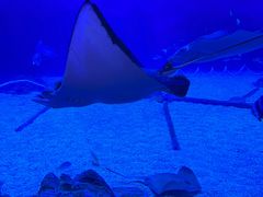 -烟台海昌鲸鲨海洋公园