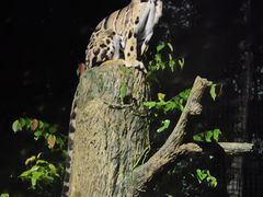 -夜间野生动物园