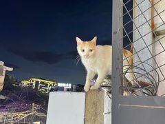 -大厨的餐厅(曾厝垵总店)