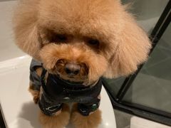 -FAELING PETS美天灵宠物(富力广场店)
