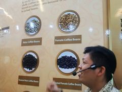 -巴厘岛黄金金兔咖啡工厂